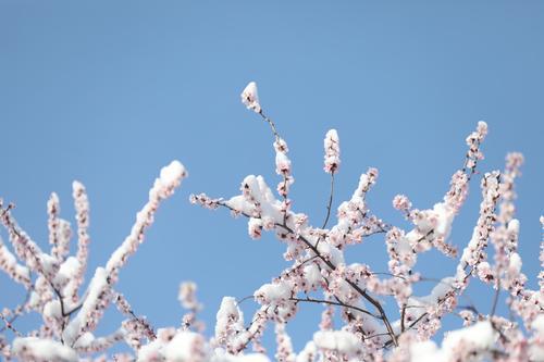 多图｜春雪过后的北京景色有多美？一起来看