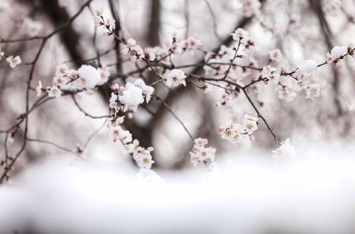 多图｜春雪过后的北京景色有多美？一起来看