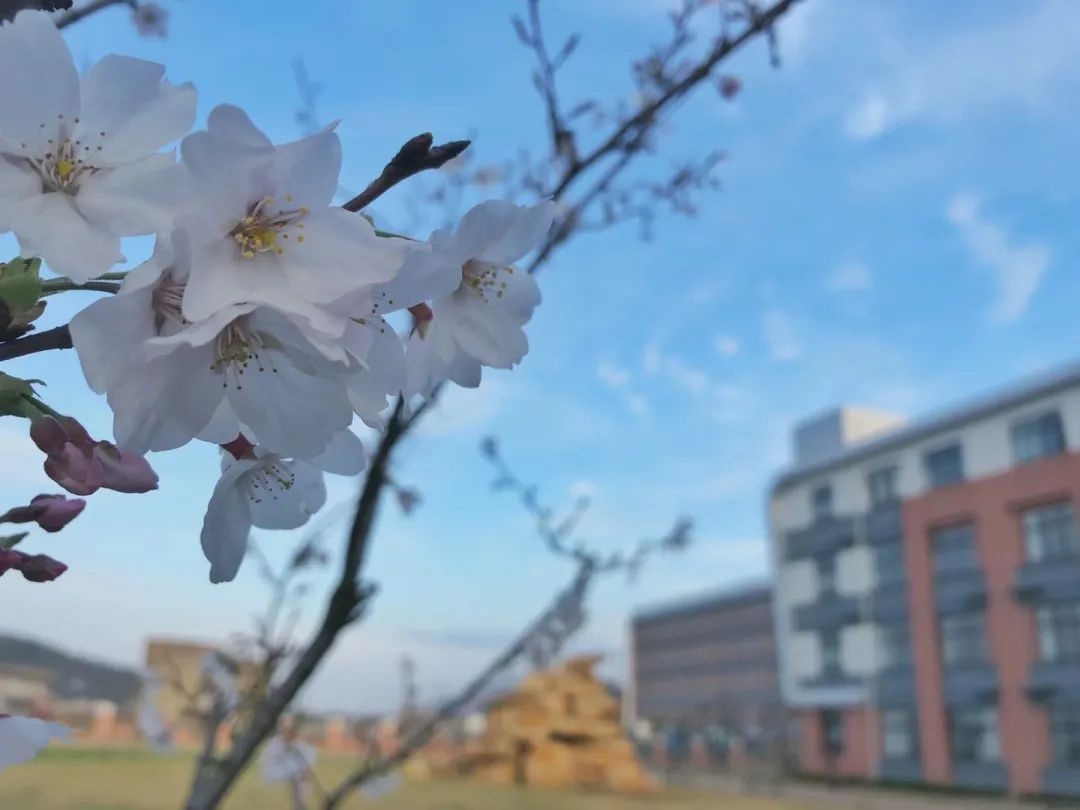 这满屏的校园春景，实在是关不住了……快来打卡