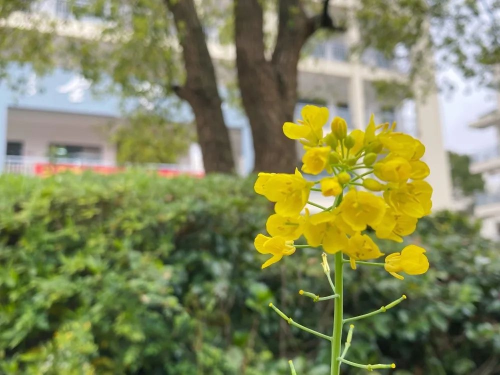 这满屏的校园春景，实在是关不住了……快来打卡