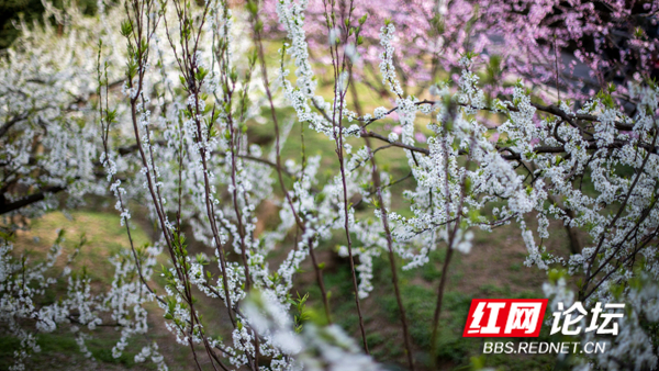 山上层层桃李花，云间烟火是人家