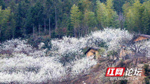 山上层层桃李花，云间烟火是人家