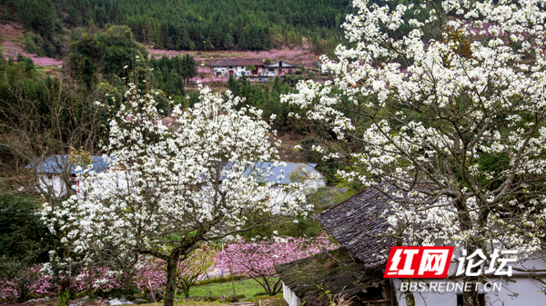 山上层层桃李花，云间烟火是人家