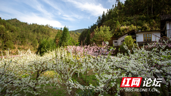 山上层层桃李花，云间烟火是人家