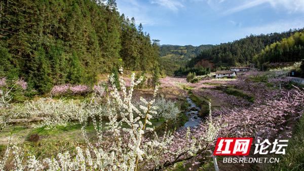 山上层层桃李花，云间烟火是人家