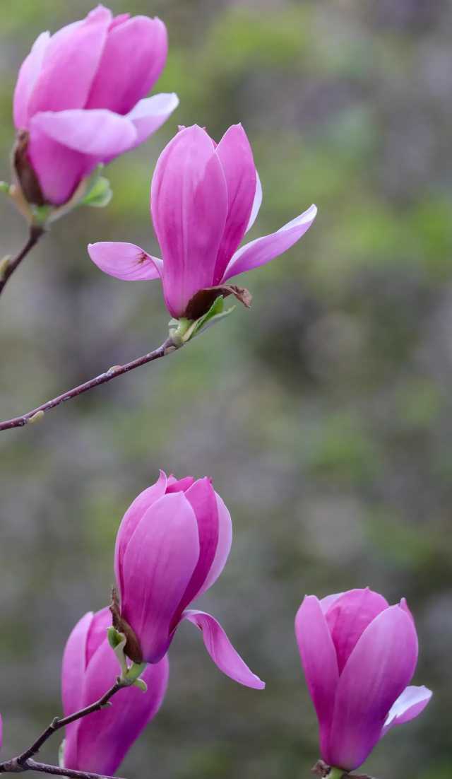 散文｜玉兰花开春意浓