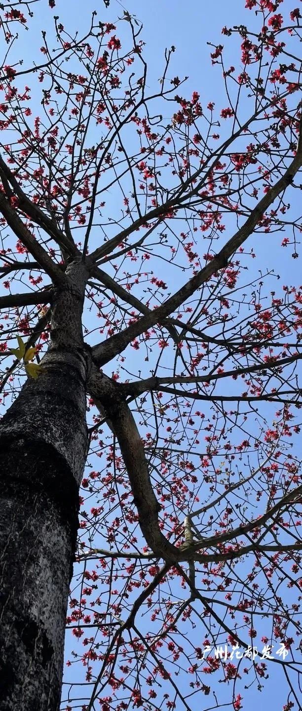 木棉花花期(【花都·看花】全城木棉红了,火了!