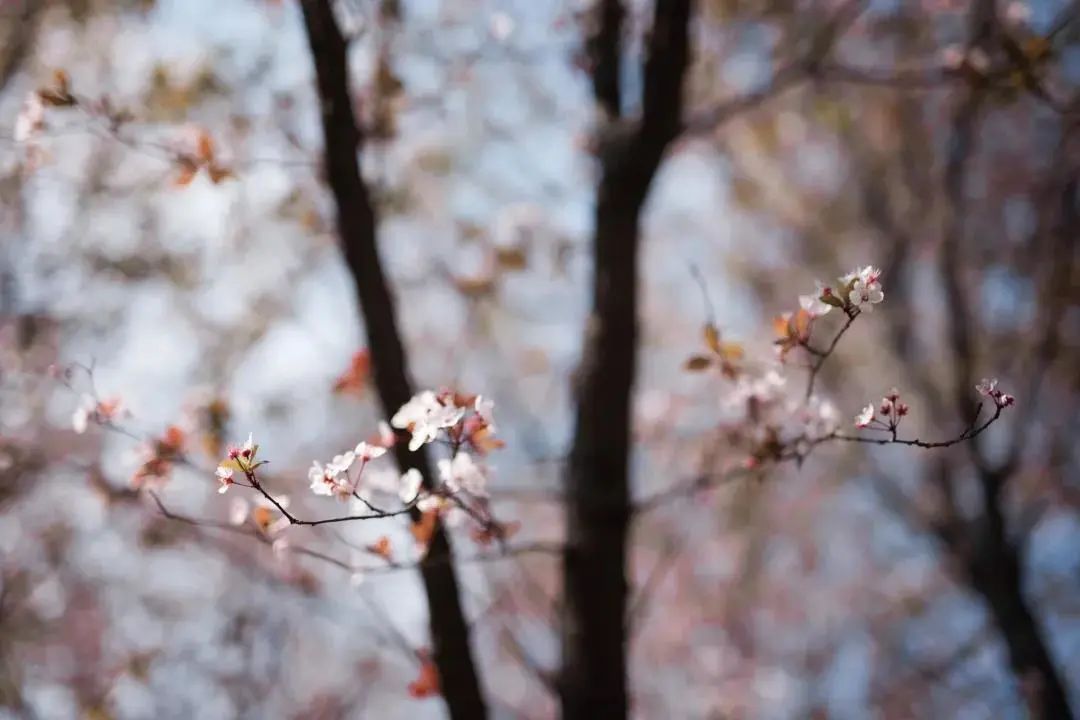 请查收！这封来自四川高校的春日来信
