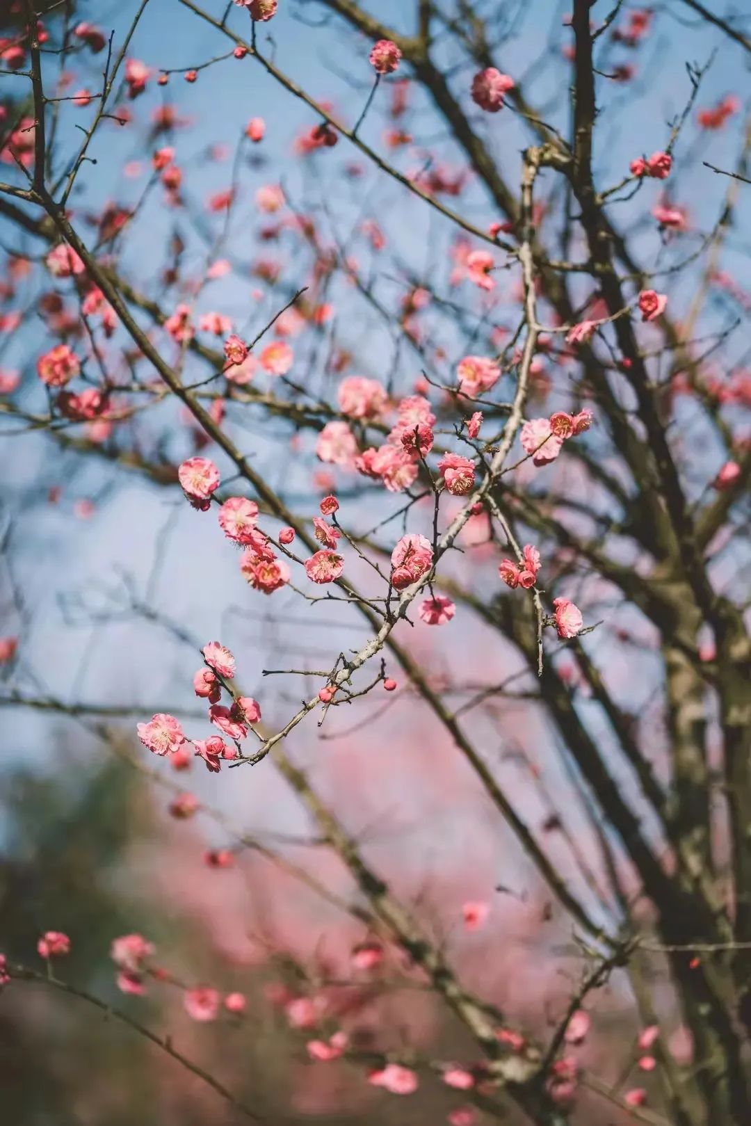 请查收！这封来自四川高校的春日来信
