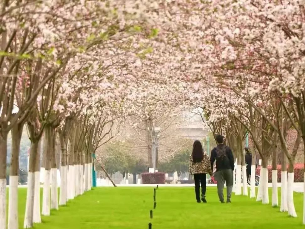 请查收！这封来自四川高校的春日来信