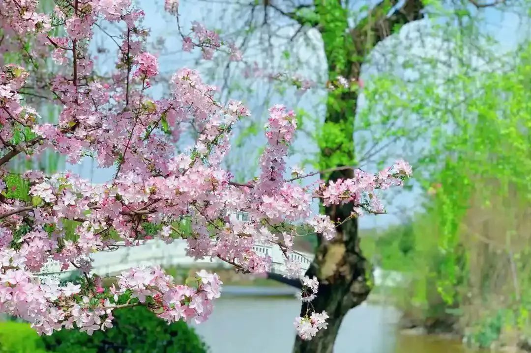 请查收！这封来自四川高校的春日来信