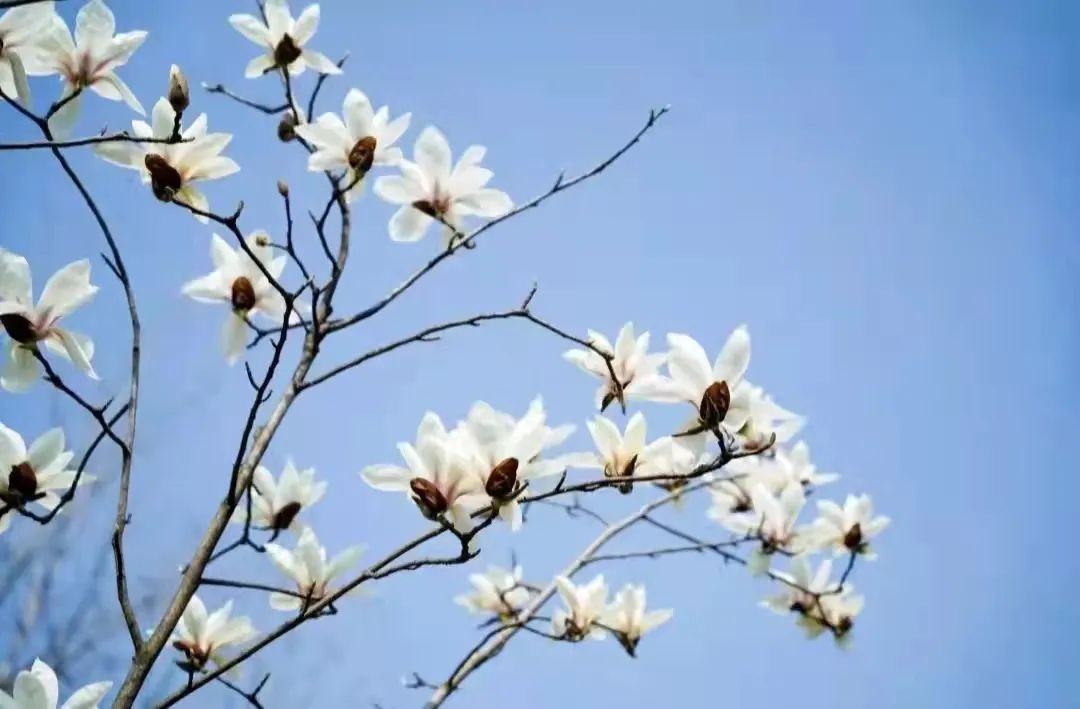 请查收！这封来自四川高校的春日来信