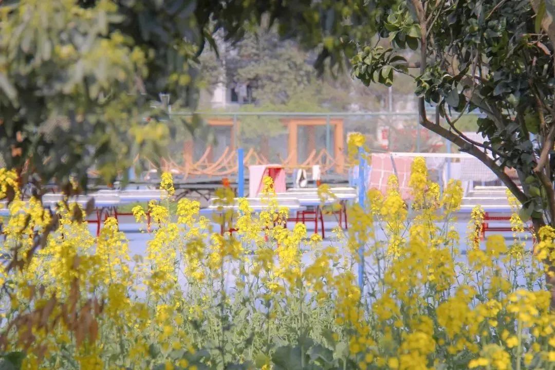 请查收！这封来自四川高校的春日来信