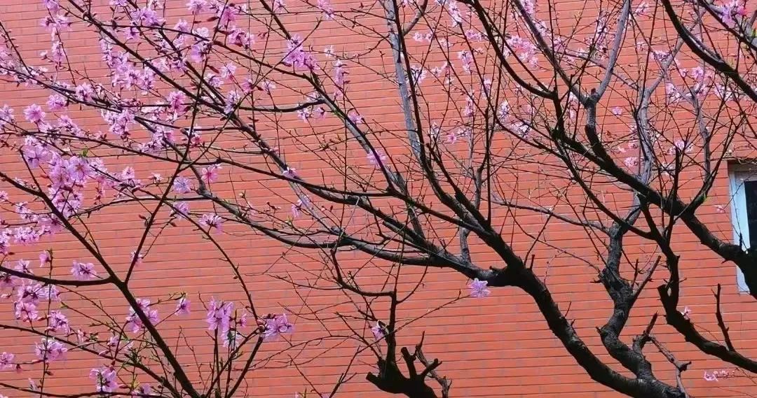 请查收！这封来自四川高校的春日来信