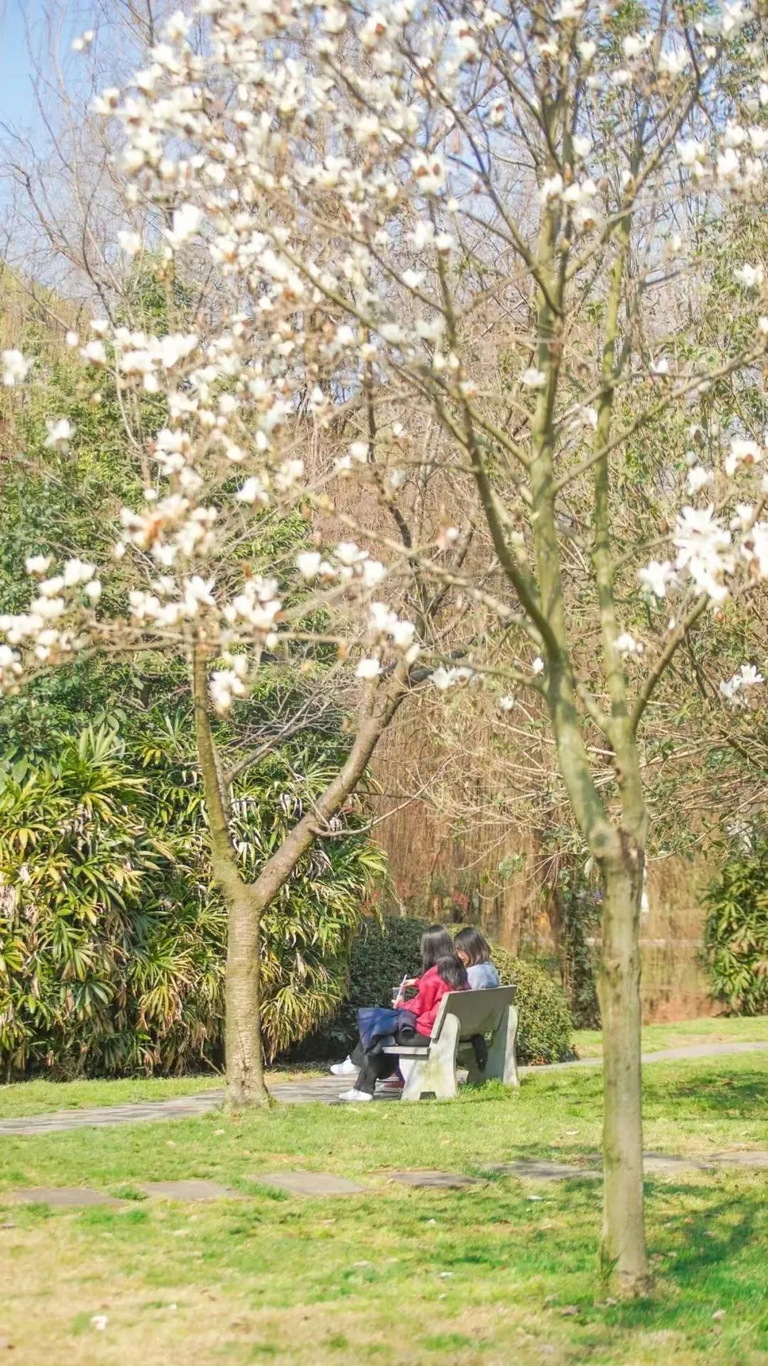 请查收！这封来自四川高校的春日来信