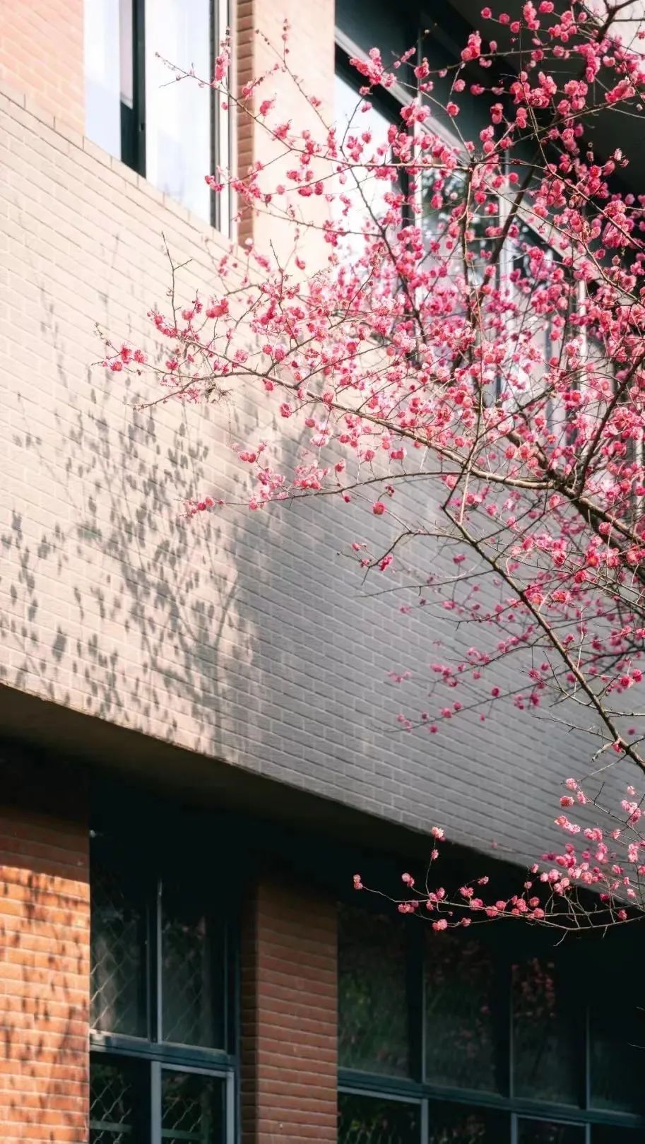 请查收！这封来自四川高校的春日来信