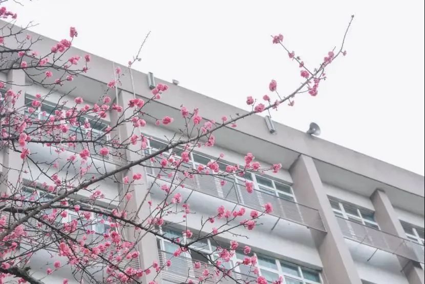 请查收！这封来自四川高校的春日来信