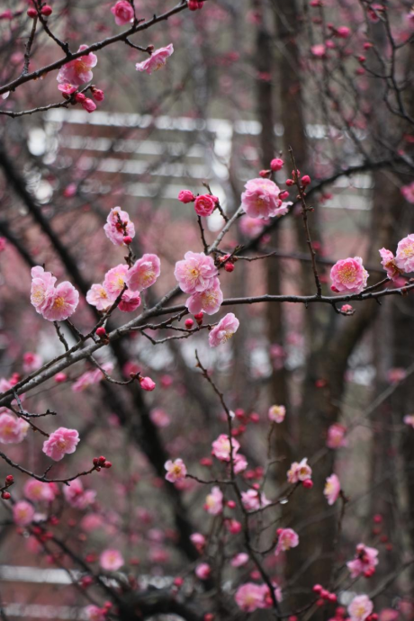 请查收！这封来自四川高校的春日来信