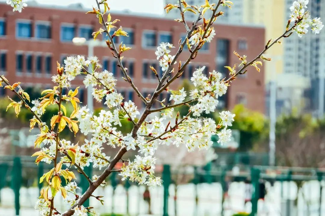 请查收！这封来自四川高校的春日来信