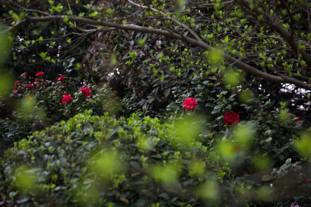 请查收！这封来自四川高校的春日来信