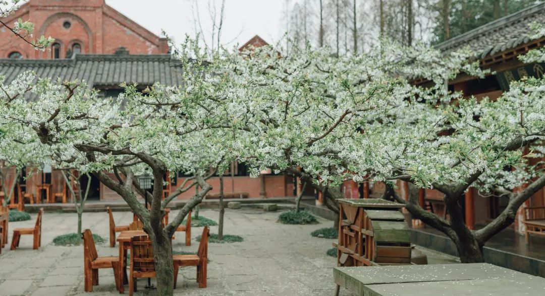 请查收！这封来自四川高校的春日来信