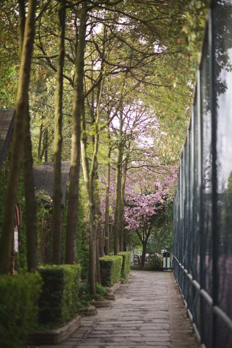 请查收！这封来自四川高校的春日来信