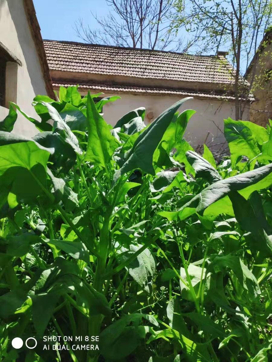 青未了 | 妈妈把菠菜种成了树