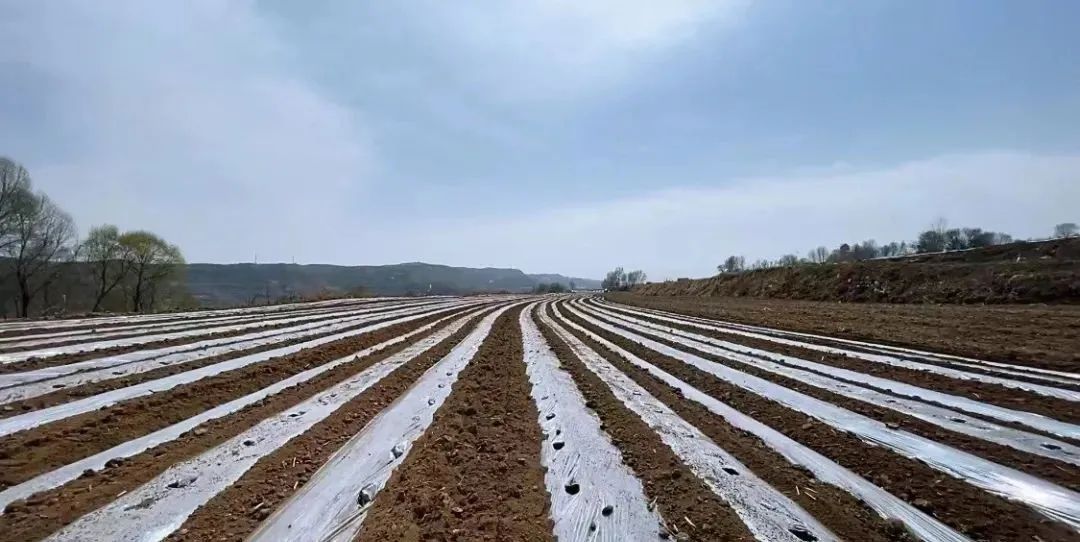 让“良田”回归“粮田”临洮农机人在行动