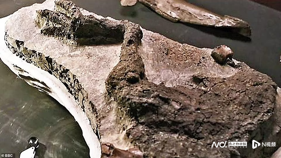 首次发现6600万年前死于小行星撞地球的恐龙，腿部被扯断
