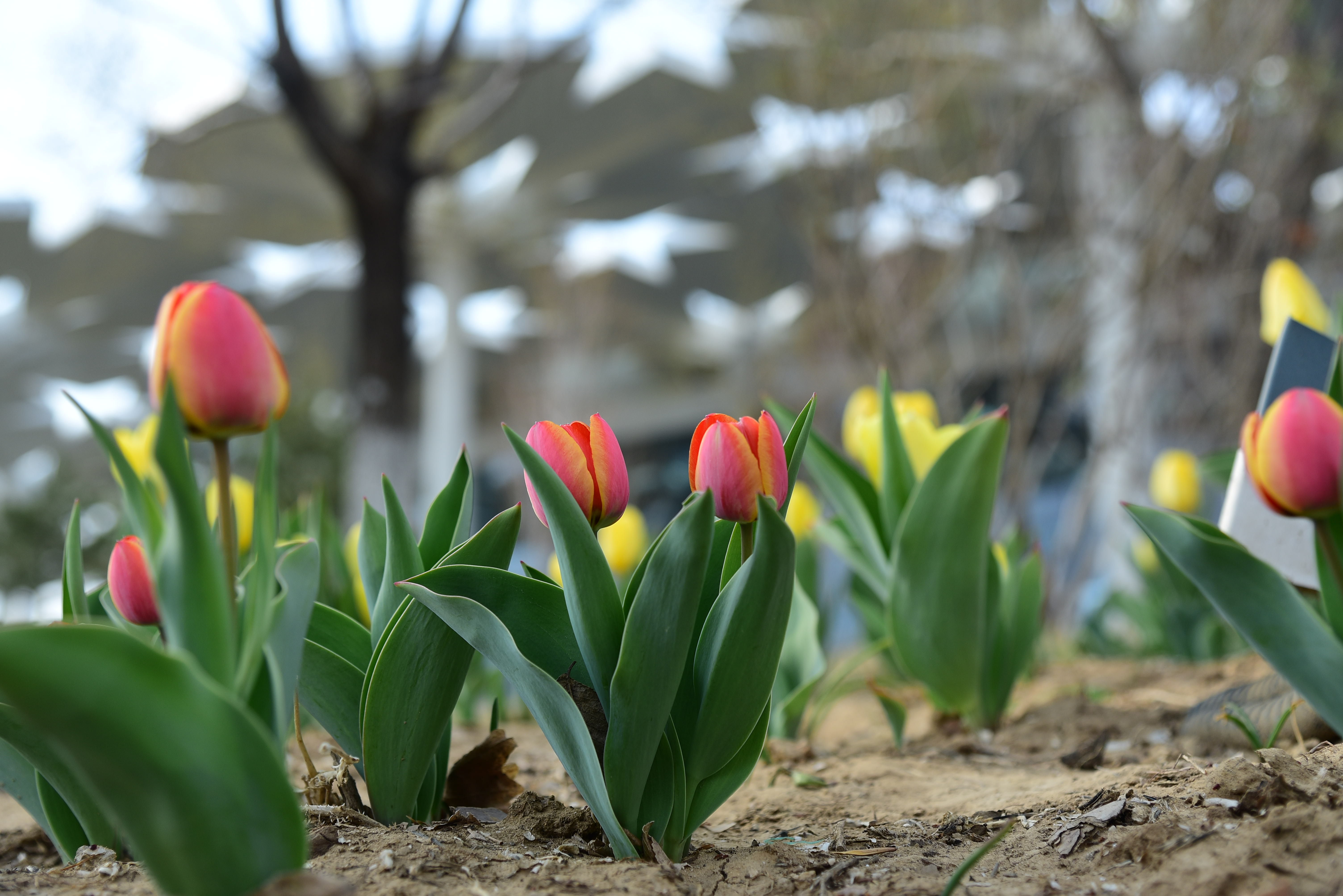 �������ã���԰��԰30���������������ţ����ڳ���һ����