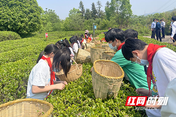 株洲市渌口区南洲镇乘霞垅小学有了自己的茶园(图1)