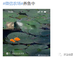 微信上新功能，“微信農場”上熱搜！不僅能養豬羊，還能打蟑螂...
