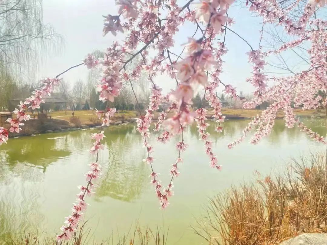 不能出门的春天，我们一起在线逛公园吧！