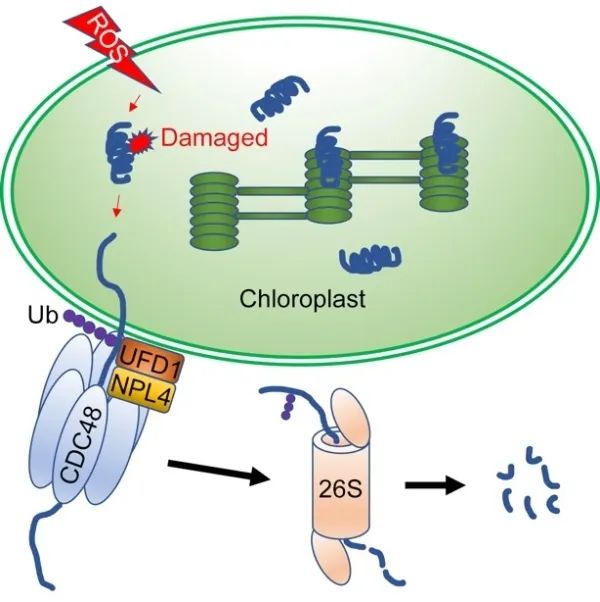 研究揭示叶绿体蛋白质量控制的新机制