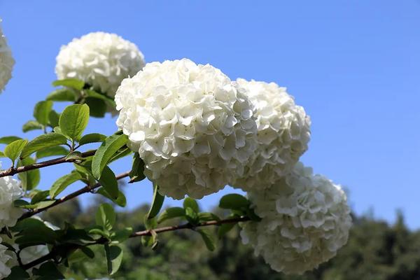 绣球花开，一眼沦陷！此花开尽，春已规圆