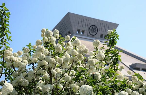 绣球花开，一眼沦陷！此花开尽，春已规圆