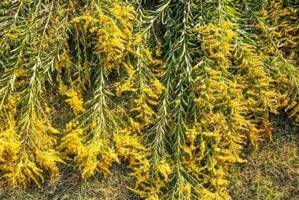 《生物安全法》实施一年了 哪些行为会危害生物安全你真的知道吗