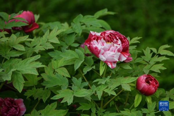 山東菏澤：美麗產業“花”樣年華