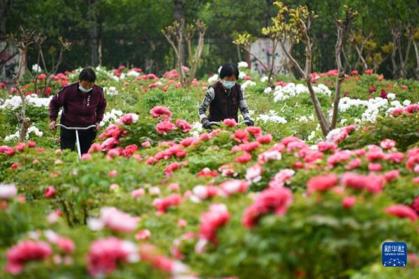 山东菏泽：美丽产业“花”样年华