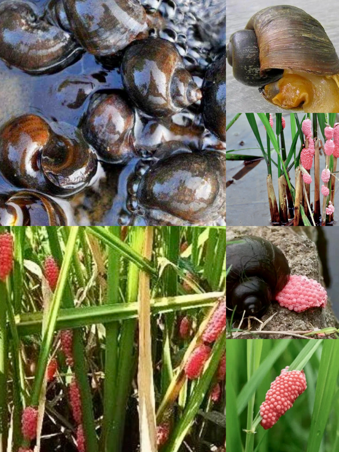 洋潭水库蓄水区的浅滩,码头,岸线,随处可见福寿螺卵块.