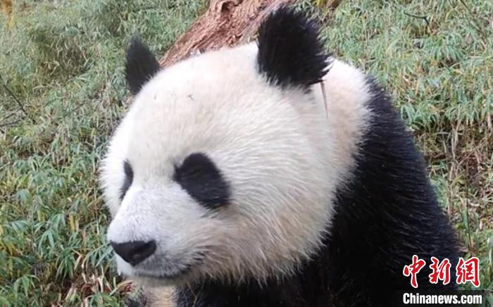 四川大熊猫,四川大熊猫保护基地