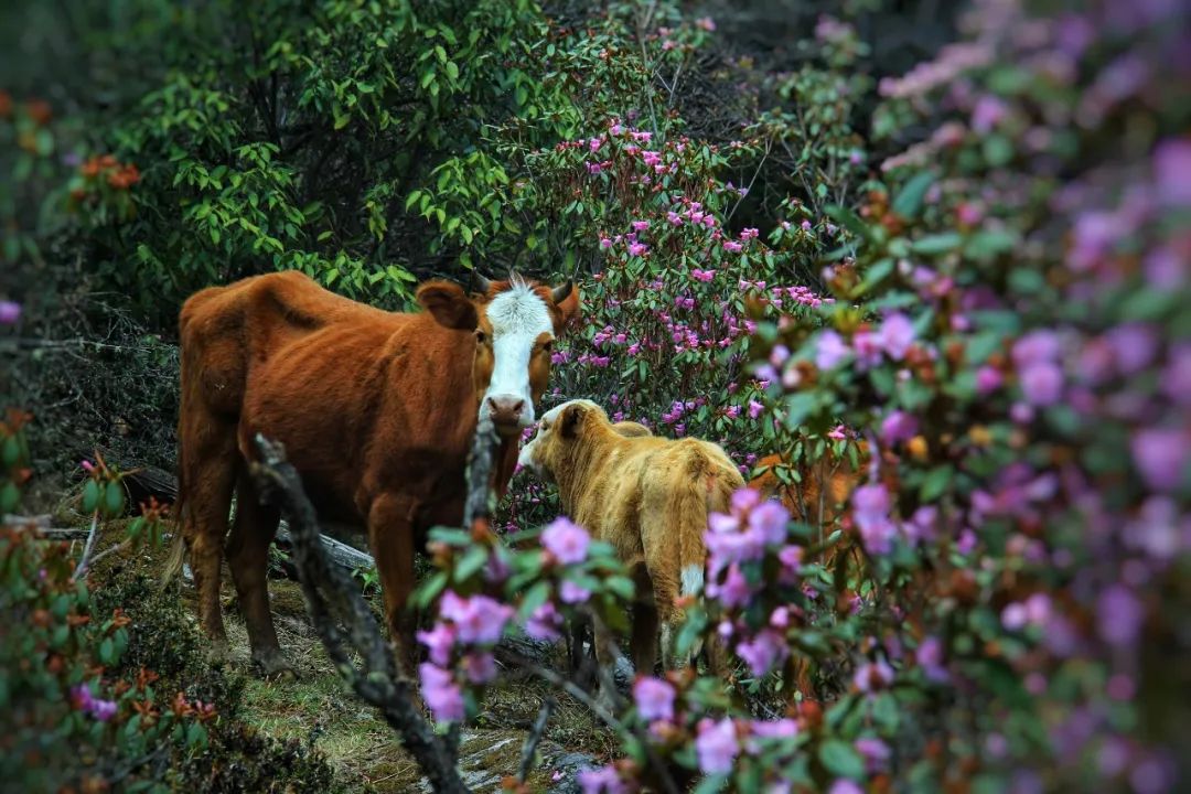丽江这里藏了一处鲜有人知的绝美秘境：漫山遍野的杜鹃花、原始森林、高山牧场……