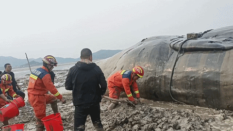 巨型抹香鯨擱淺21小時后被成功救回大海，專家：全球罕見