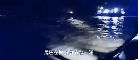 巨型抹香鯨擱淺21小時后被成功救回大海，專家：全球罕見