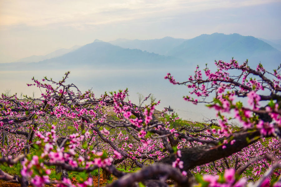 春暖花开，辽宁丹东赏花推荐