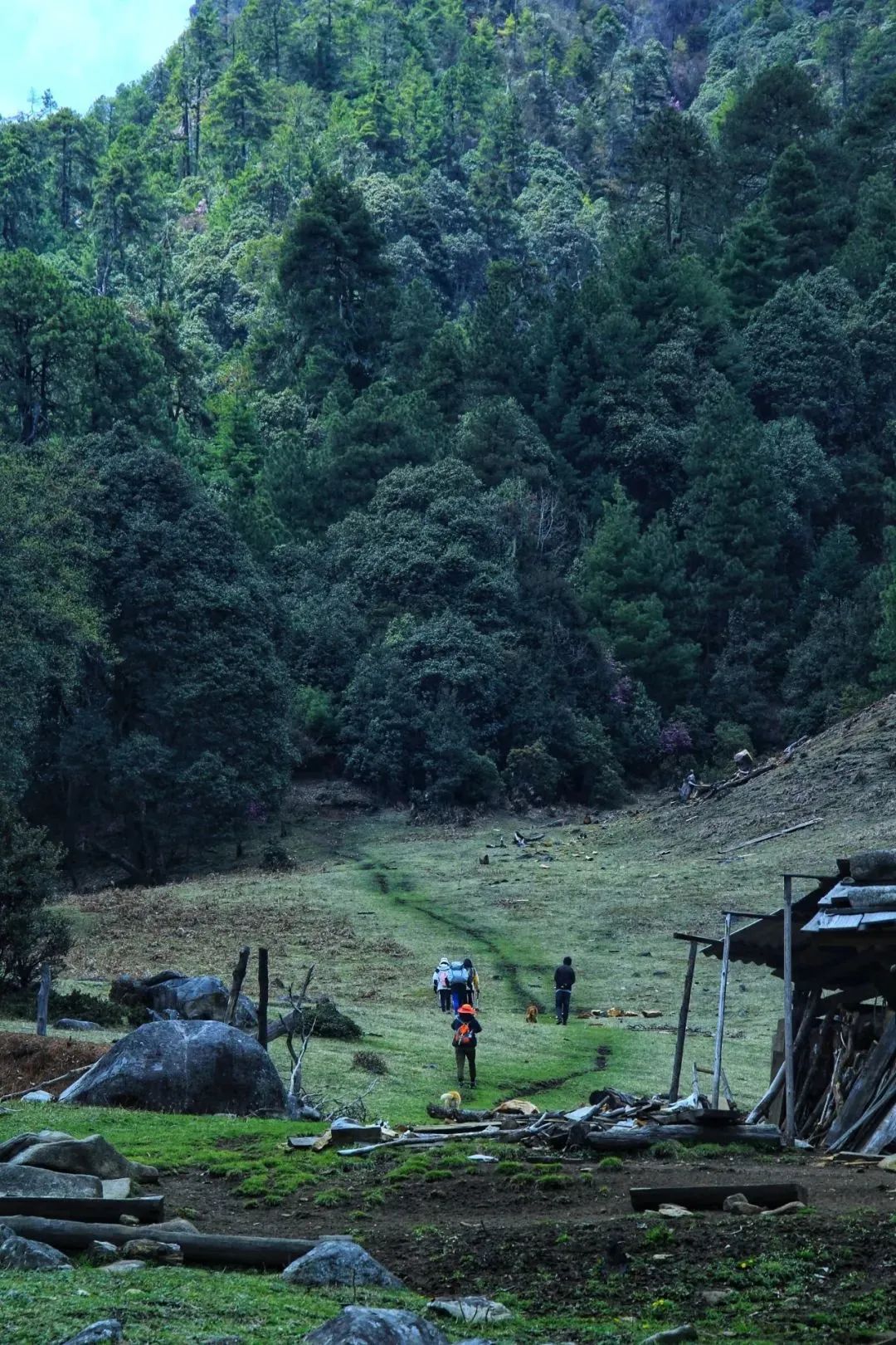 丽江这里藏了一处鲜有人知的绝美秘境：漫山遍野的杜鹃花、原始森林、高山牧场……