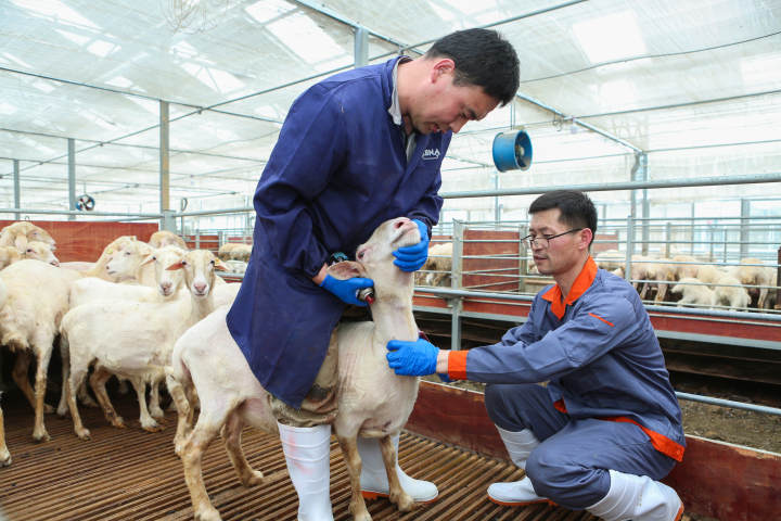 同心奋进新征程丨长兴：以羊为桥，凝聚助力共同富裕的统战力量