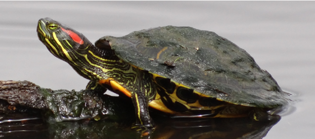 红耳彩龟(巴西龟)拟鳄龟(小鳄龟)麦瑞加拉鲮(麦鲮)露斯塔野鲮(泰鲮)革