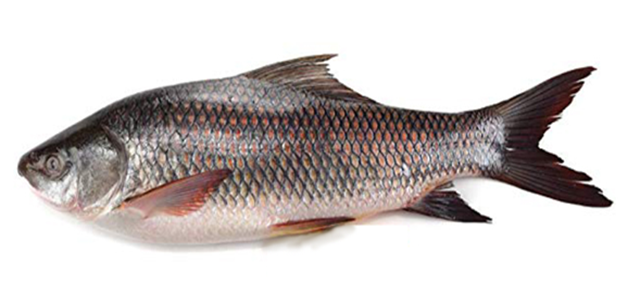 露斯塔野鲮(泰鲮)革胡子鲇(埃及塘鲺)克氏原螯虾(小龙虾)尼罗罗非鱼