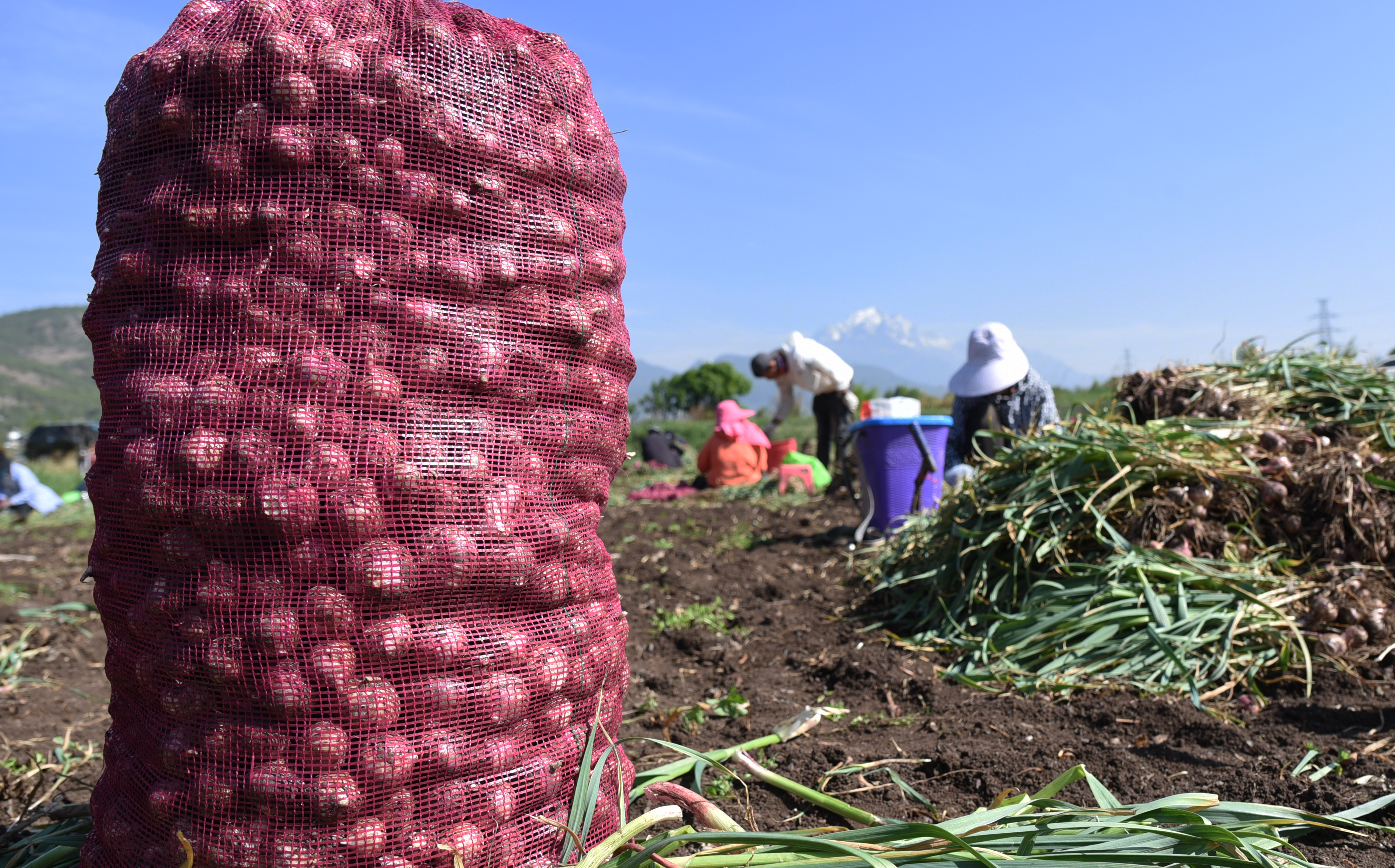 4月28日,农民在云南省丽江市玉龙县黄山镇长水社区蒜田里收获大蒜.